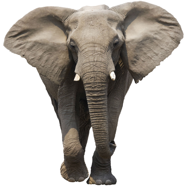 ele